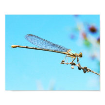 Cool Close-up van een Dragonfly Natuur Fotografie