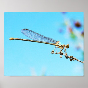 Cool Close-up van een Dragonfly Natuur Fotografie Poster