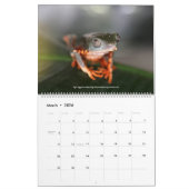 Cool Frogs Calendar Kalender (Mar 2026)
