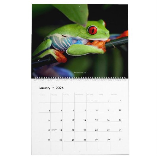 Cool Frogs Calendar Kalender (Jan 2026)