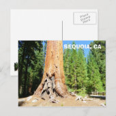 Cool Giant Sequoia Briefkaart! Briefkaart (Voorkant / Achterkant)