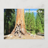 Cool Giant Sequoia Briefkaart! Briefkaart (Voorkant)