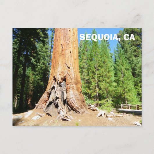 Cool Giant Sequoia Briefkaart! Briefkaart (Voorkant)