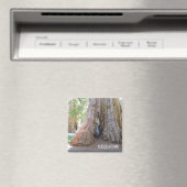 Cool Giant Sequoia Magnet! Magneet (Insitu (Vaatwasser))