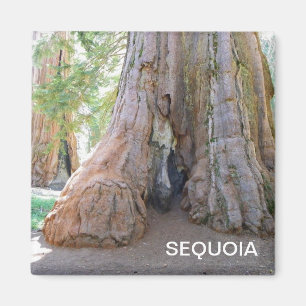 Cool Giant Sequoia Magnet! Magneet