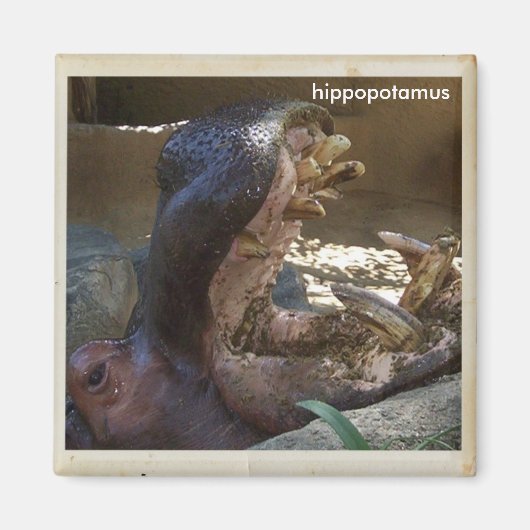 Cool Hippopotamus Magnet! Magneet (Voorkant)