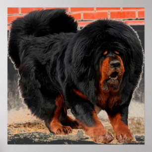 Cool Hondenliefhebber Tibetan Mastiff Poster
