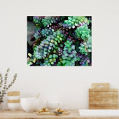 Cool Hued Burro's Tails in the Hot Desert Poster (Keuken)