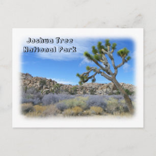 Cool Joshua Tree Briefkaart! Briefkaart