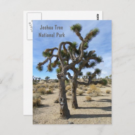 Cool Joshua Tree Briefkaart! Briefkaart (Voorkant / Achterkant)