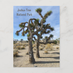 Cool Joshua Tree Briefkaart! Briefkaart