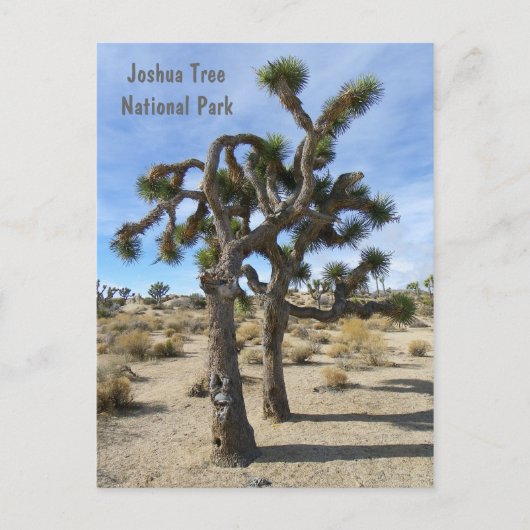 Cool Joshua Tree Briefkaart! Briefkaart (Voorkant)
