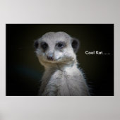 Cool Kat..... Poster (Voorkant)