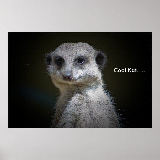 Cool Kat..... Poster (Voorkant)