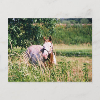 Cool King McCue Postcard Briefkaart