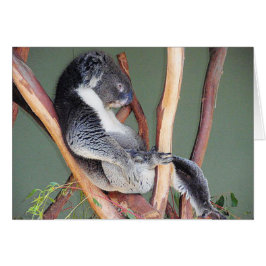 Cool Koala