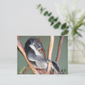 Cool Koala Briefkaart (Staand voorkant)