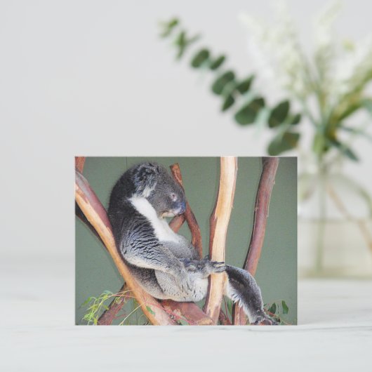 Cool Koala Briefkaart (Staand voorkant)