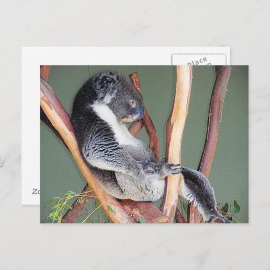 Cool Koala Briefkaart (Voorkant / Achterkant)