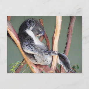 Cool Koala Briefkaart