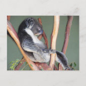 Cool Koala Briefkaart (Voorkant)