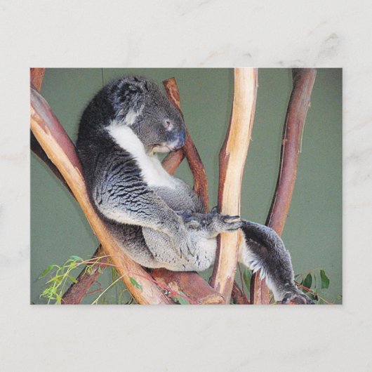 Cool Koala Briefkaart (Voorkant)