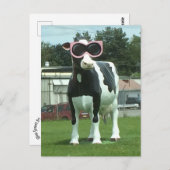 Cool koe 1 briefkaart (Voorkant / Achterkant)