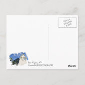 Cool Las Vegas Postcard. Briefkaart (Achterkant)