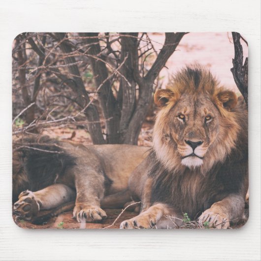 Cool Lion Foto Muismat (Voorkant)