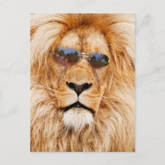 Cool Lions gezicht Briefkaart (Voorkant)