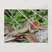 Cool Lizard Anole Briefkaart (Voorkant)