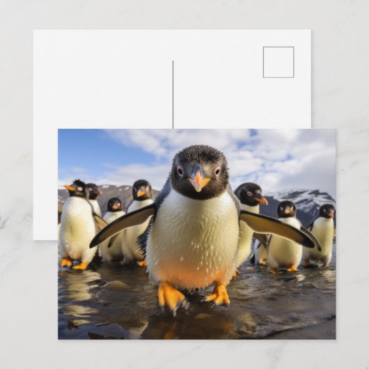 Cool Penguins Briefkaart (Voorkant / Achterkant)