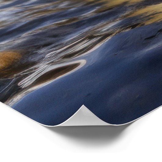 Cool Penguins Poster (Hoek)