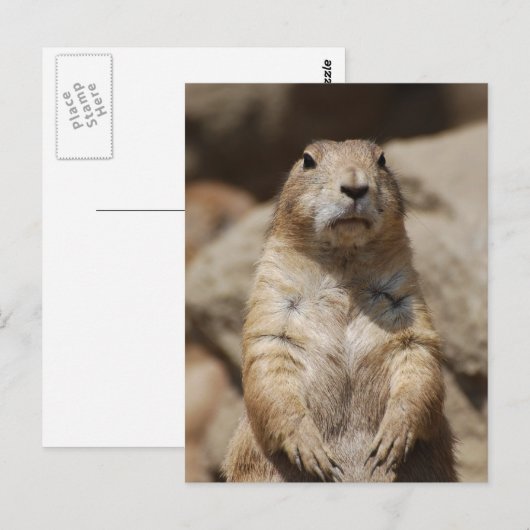 Cool Prairie Dog Briefkaart (Voorkant / Achterkant)