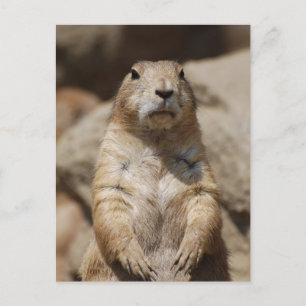Cool Prairie Dog Briefkaart