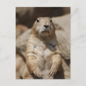Cool Prairie Dog Briefkaart (Voorkant)
