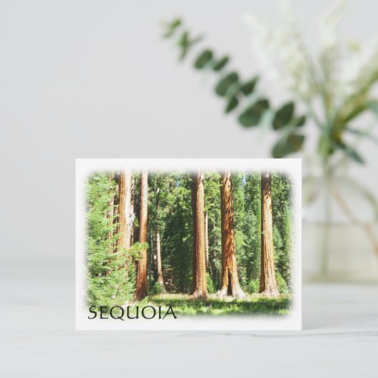 Cool Sequoia Briefkaart! Briefkaart (Staand voorkant)