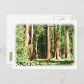Cool Sequoia Briefkaart! Briefkaart (Voorkant / Achterkant)