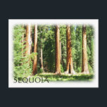 Cool Sequoia Briefkaart! Briefkaart<br><div class="desc">Cool Sequoia Briefkaart! Foto van MammaBASIL.</div>