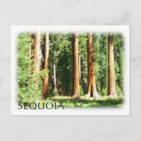 Cool Sequoia Briefkaart!
