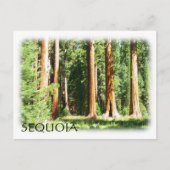 Cool Sequoia Briefkaart! Briefkaart (Voorkant)