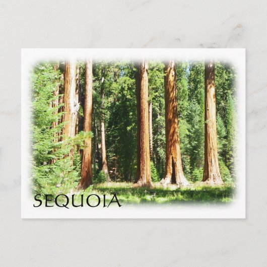 Cool Sequoia Briefkaart! Briefkaart (Voorkant)