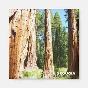 Cool Sequoia magneet! Magneet