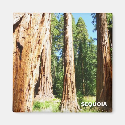 Cool Sequoia magneet! Magneet (Voorkant)