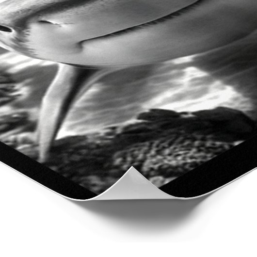 Cool Shark Animal Selfie  Poster (Hoek)