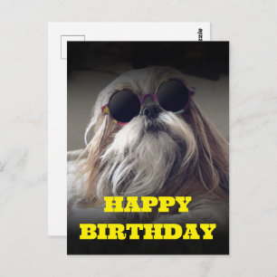 Cool Shih Tzu lang haar  Foto Birthday Briefkaart