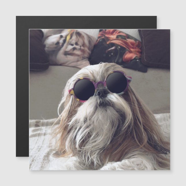 Cool Shih Tzu lange haar  zonnebril Foto (Voorkant / Achterkant)
