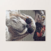 Cool Shih Tzu lange haar  zonnebril Foto Legpuzzel (Horizontaal)