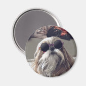 Cool Shih Tzu lange haar zonnebril Foto Magneet (Voorkant / Achterkant)