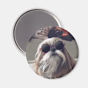 Cool Shih Tzu lange haar  zonnebril Foto Magneet
